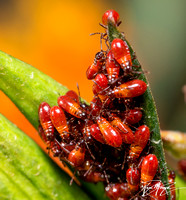 Large milkweed bug -Oncopeltus fasciatus