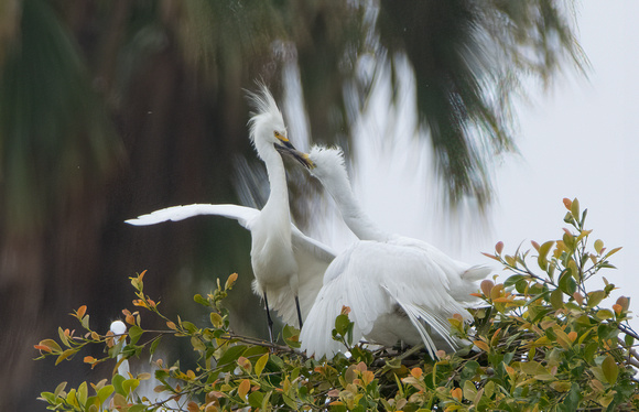 Snowy Egret - Egretta thula