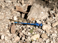 Vivid dancer - Argia vivida