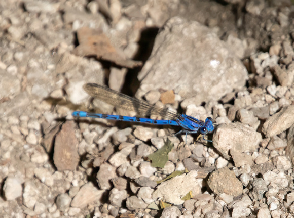 Vivid dancer - Argia vivida