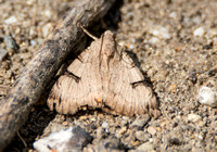 Erebid moth - Drasteria ochracea