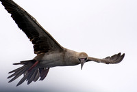 Red-footed Booby - Sula sula