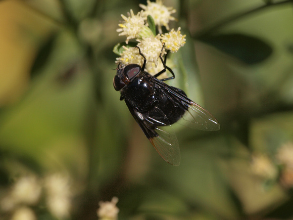 Purple bromeliad fly -Copestylum violaceum