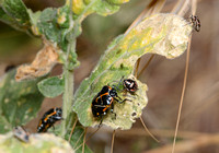 Left: Harlequin adults, Right: Painted nymph, Far right: Painted adult