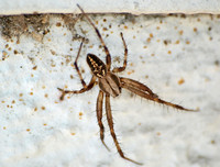 Agelenid spider - Unidentified sp.
