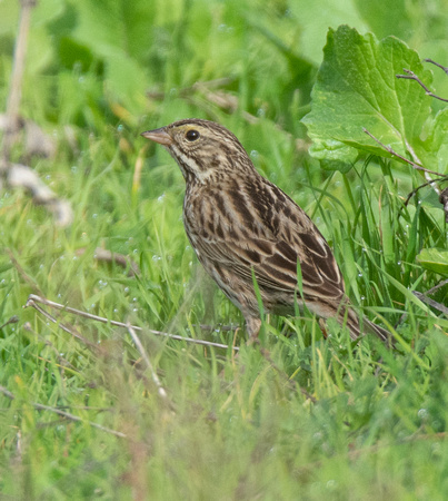 Grasshopper Sparrow - Ammodramus savannarum