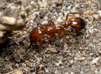 Southern fire ant - Solenopsis xyloni