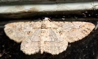 Geometrid moth - Iridopsis sp.