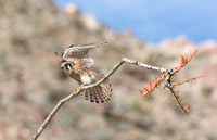 American Kestrel - Falco sparverius
