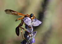 Grass carrying wasp - Isodontia elegans