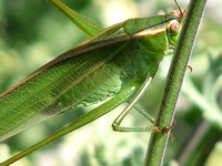 Fork-tailed bush katydid - Scudderia furcata