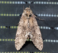 Moth 4