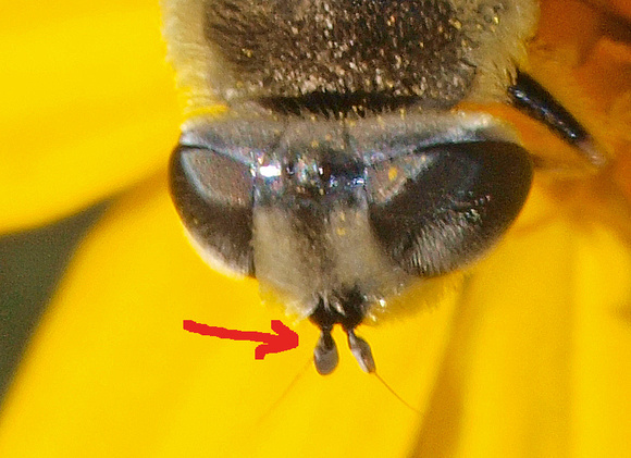 Aristate -- pouch-like with lateral bristle - Drone fly - Eristalis sp.