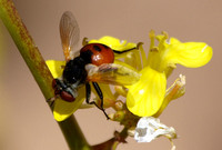 Tachinid fly - Gymnosoma sp.