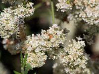 California buckwheat - Eriogonum fasciculatum foliolosum