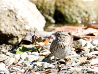 Lincoln's Sparrow - Melospiza lincolnii