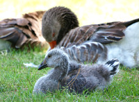 Greylag Goose - Anser anser