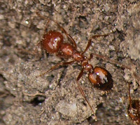 Southern fire ant - Solenopsis xyloni