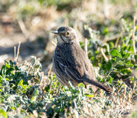 Sage Thrasher - Oreoscoptes montanus