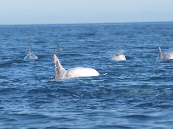 Risso's dolphin - Grampus griseus
