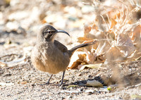 California Thrasher - Toxostoma redivivum