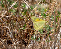 Orange sulphur - Colias eurytheme