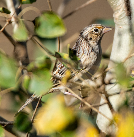 Grasshopper Sparrow - Ammodramus savannarum