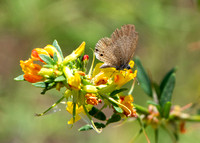 Ceraunus Blue - Hemiargus ceraunus