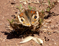 Gray Buckeye - Junonia grisea