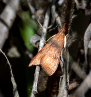 Genista Broom Moth - Uresiphita reversalis