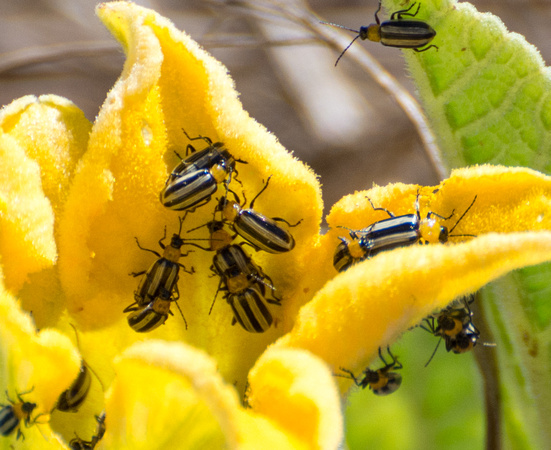 Western striped cucmber beetle - Acalymma trivittatum