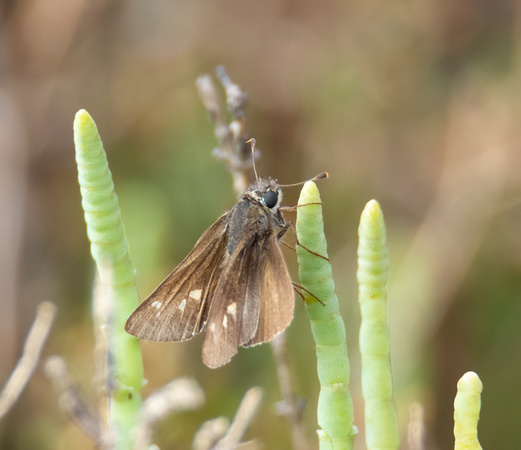 Wandering Skipper - Panoquina errans