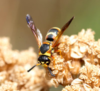 Mason wasp - Euodynerus hidalgo