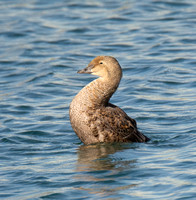 King Eider - Somateria spectabilis