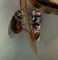 Freeloader Flies - Family Milichiidae