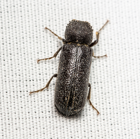 Powderpost Bostrichid - Amphicerus cornutus