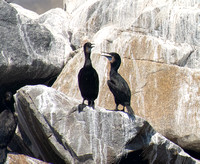 Brandt's Cormorant - Urile penicillatus, Brown Pelican - Pelecanus occidentalis
