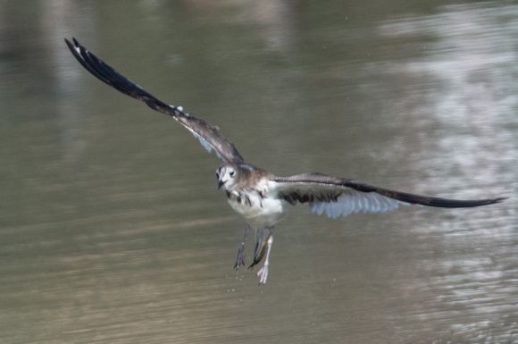 Sabine's Gull - Xema sabini