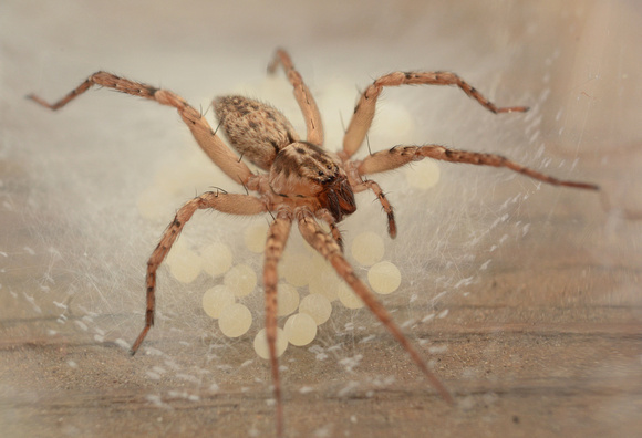 Ghost spider - Anyphaena pacifica