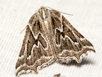 Geometrid moth - Plataea personaria