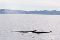 Fin Whale- Balaenoptera physalus