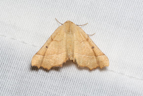 Geometer moth - Pero radiosaria