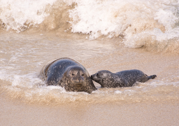 Harbor seal - Phoca vitulina