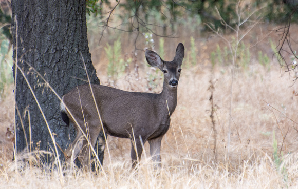 Mule Deer - Odocoileus hemionus