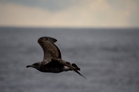 Western Gull - Larus occidentalis