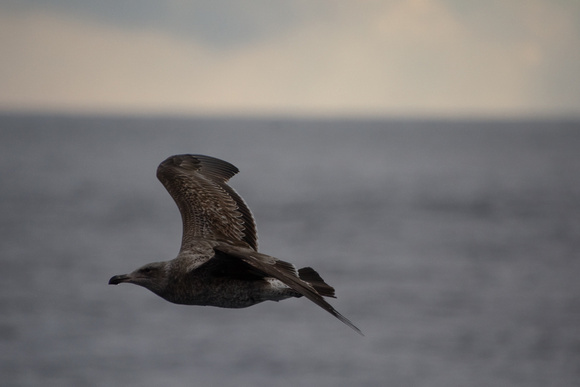 Western Gull - Larus occidentalis
