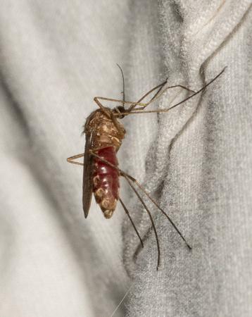 Southern House Mosquito - Culex quinquefasciatus