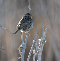 Savannah Sparrow - Passerculus sandwichensis