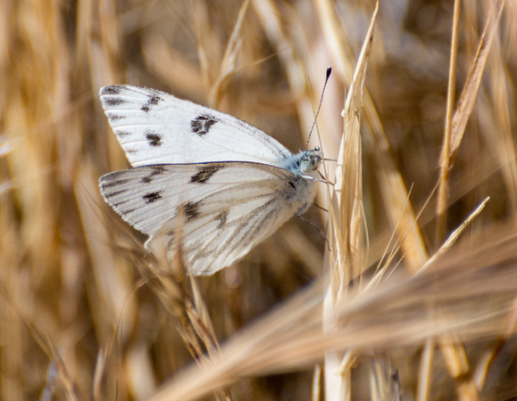 Checkered White - Pontia protodice
