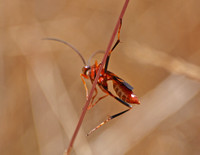 Ichneumon wasp -Compsocryptus calipterus